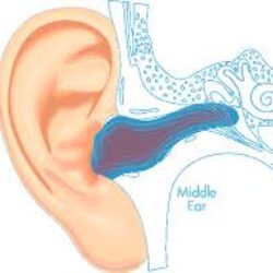 Billede der viser det indvendige i af et øre